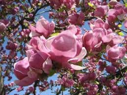 Magnolie im Frühling