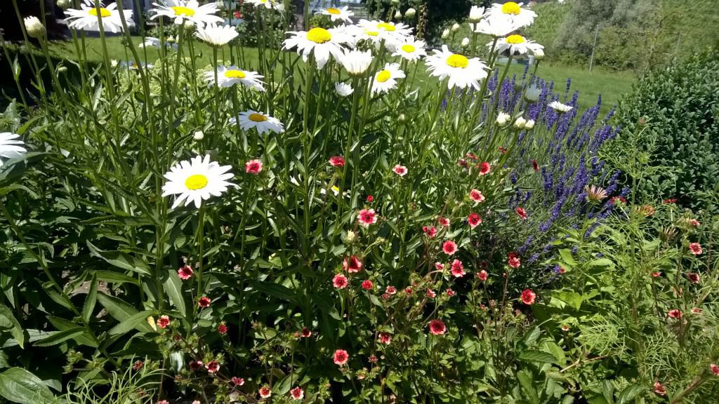 Blumen blühen ja zum Leben
