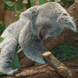 koala-bear-9960__340 entspannen Koala Bär Pixabay